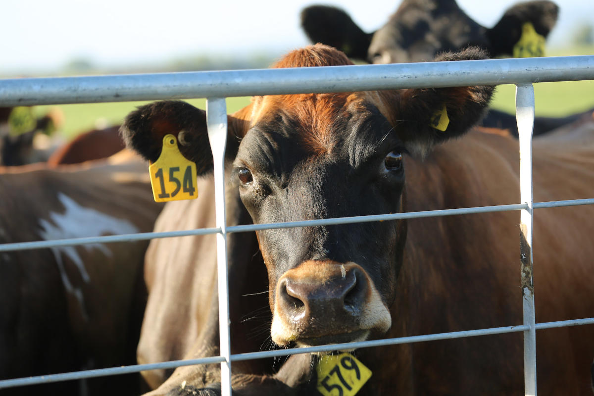 Dairy cows are raised in Washington County