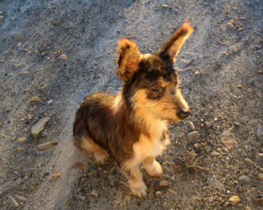 Washington Area Humane Society