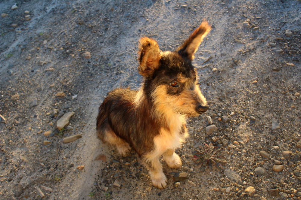 3 million dogs enter animal shelters every year in the U.S.