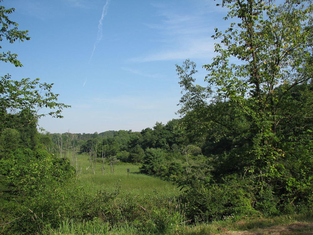 A marsh at Hillman State Park