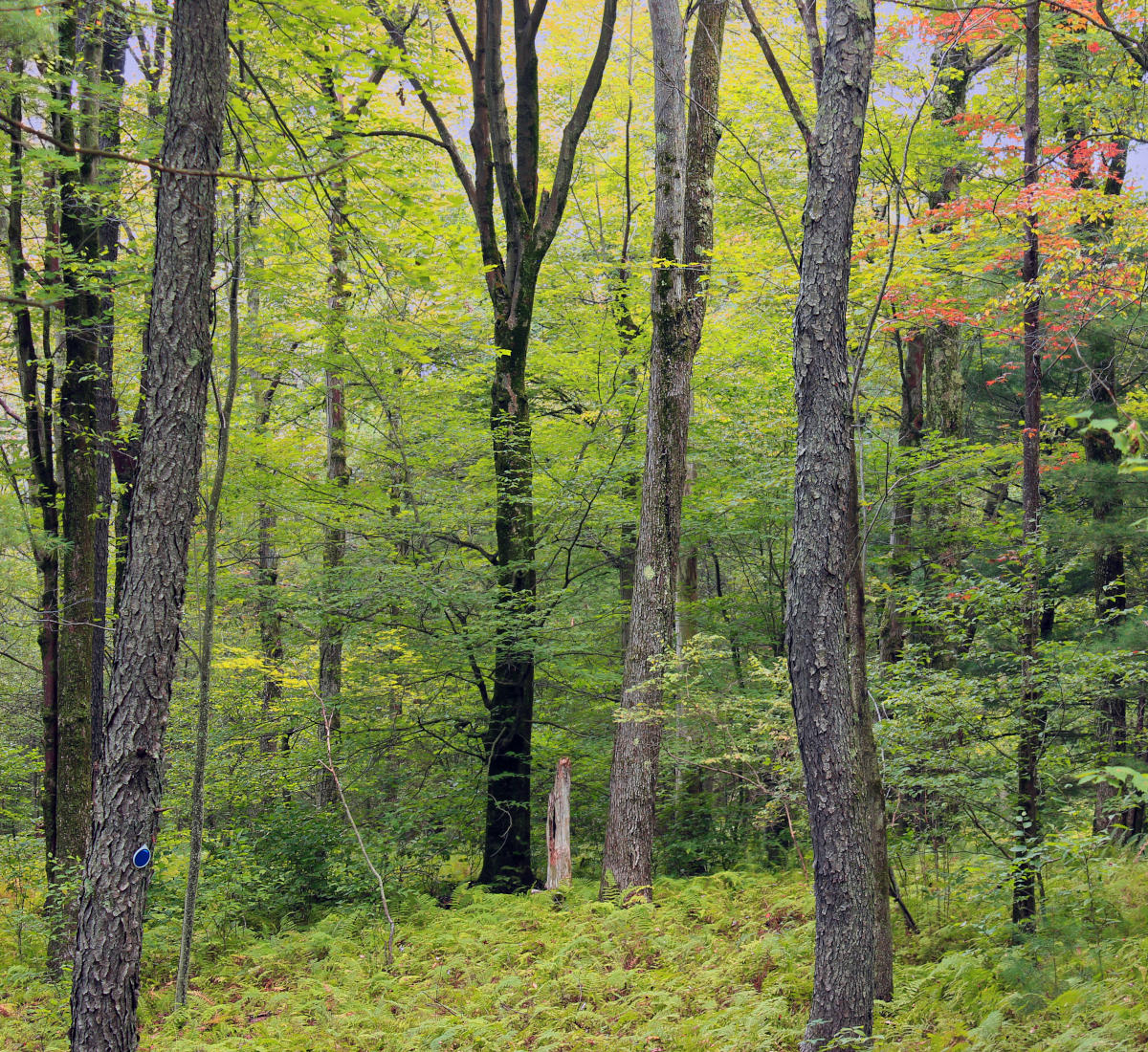 Northeast hardwood trees