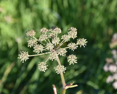 Invasive Plants