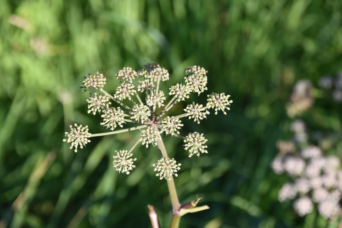 Poison hemlock has been reported in Washington County