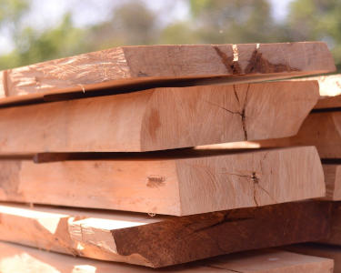 Harvesting Valuable Hardwoods