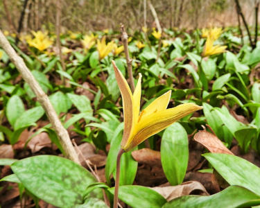 See The Blooming Wildflowers